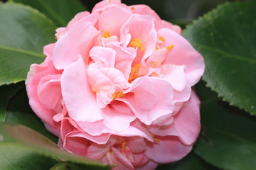 Camellia flower