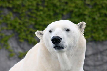 Obraz na płótnie Canvas Detail view of a large polar bear, (ursus maritimus)