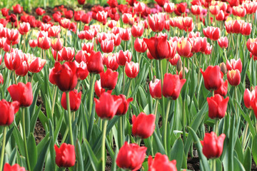 Obraz premium Tulip flowers,Curcuma,Common Tulipa,Common Garden Tulipa