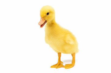 small Duckling
