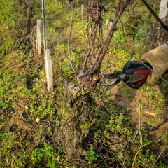 taille hivernale de la vigne