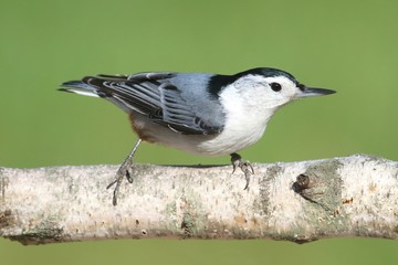 Nuthatch On A Birch Tree