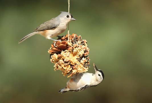 Birds On A Suet Feeder