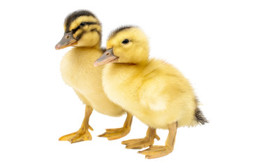 Fototapeta premium small Duckling