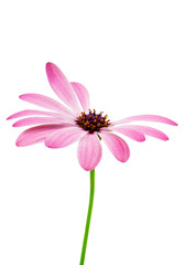 White and Pink Osteospermum Daisy or Cape Daisy Flower Flower