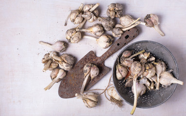 Garlic on white wooden background. Selective focus.