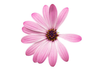 White and Pink Osteospermum Daisy or Cape Daisy Flower Flower