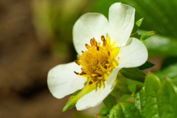 Strawberry white flower
