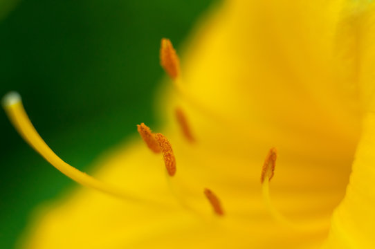 Yellow Daylily Flower