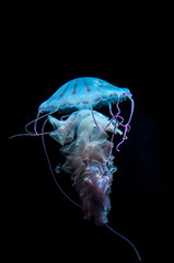 Naklejka premium Die Qualle oder The jellyfish