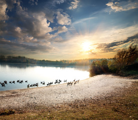 Geese in lake