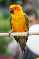 Lovely Sun Conure Parrot on the perch