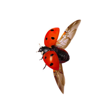 Ailes de coccinelle pour enfant - Planet Fiesta