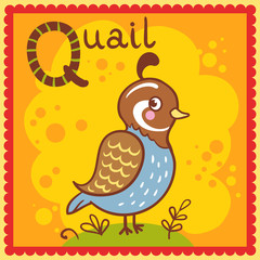 Illustrated alphabet letter Q and quail.