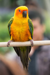 Lovely Sun Conure Parrot on the perch