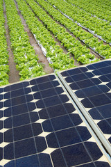placas solares en el invernadero lechugas 3523-f15