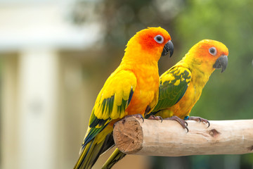 Lovely Sun Conure Parrot on the perch