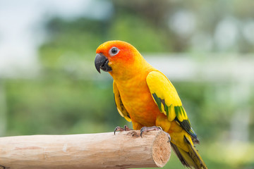 Lovely Sun Conure Parrot on the perch