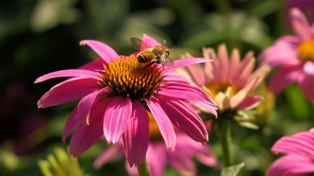 Purple cone-flower ( Echinacea purpurea ) with a bee on it