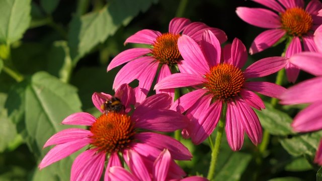 Purple cone-flowers ( Echinacea purpurea ) with a bumble bee
