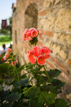 Geranium flower on a background of an old brick wall.