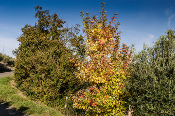 Fototapeta premium Cultivated fields under chalk badlands