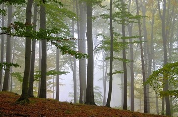 Buchenwald im Nebel - beech forest in fog 11