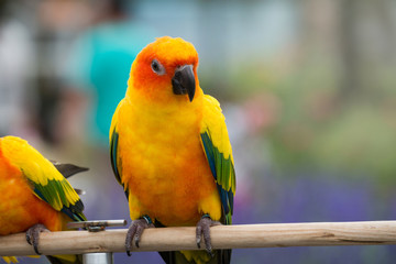 Lovely Sun Conure Parrot on the perch