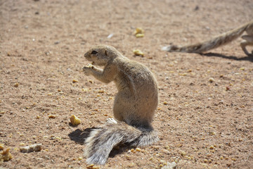 Squirrel, Namibia, Africa