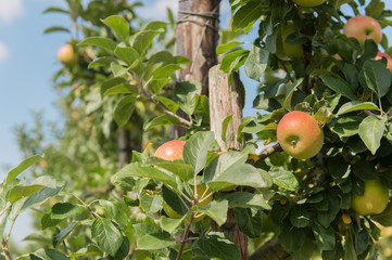 Low apple trees