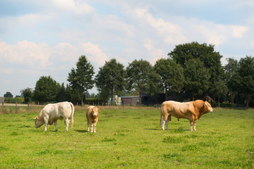 Obraz premium Bulls in pastures