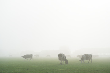 Dutch cows in fog