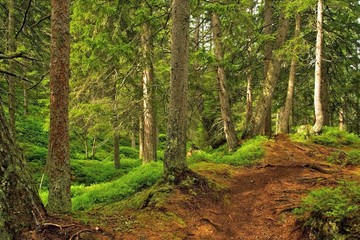 Piller Moor - Piller Swamp 20