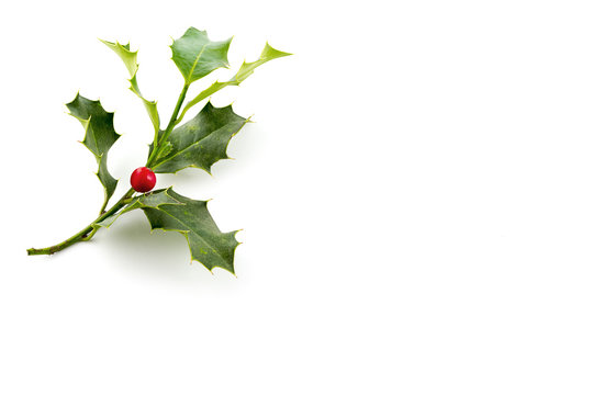 Christmas Holly, with bright red berrie