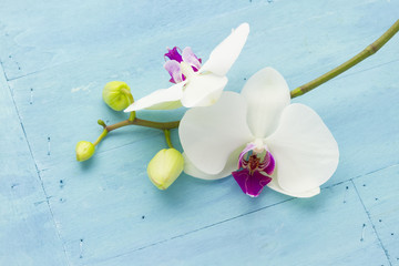 orchid on blue