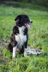Border Collie