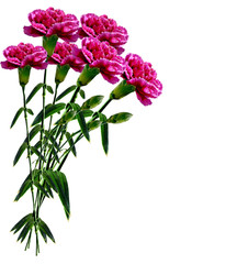 Carnation flowers