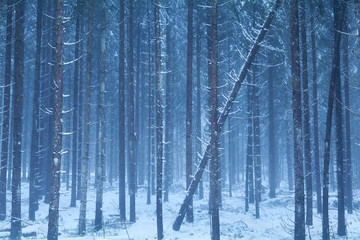 misty snowy coniferous forest