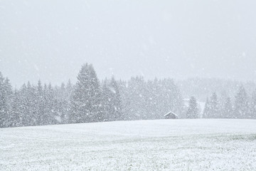 snowstorm in Bavariah meadows - obrazy, fototapety, plakaty