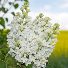 Gemeiner Flieder - Syringa vulgaris