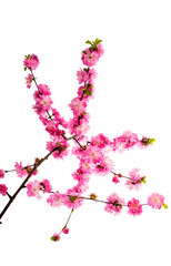 Spring cherry tree blossoms isolated