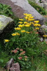 margherite gialle (doronicum clusii)