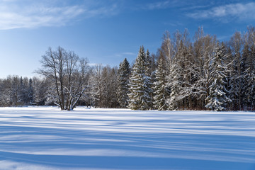 Winter forest