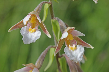 orchidea di palude (epipactis palustris)