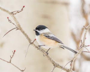 Black-capped Chickadee