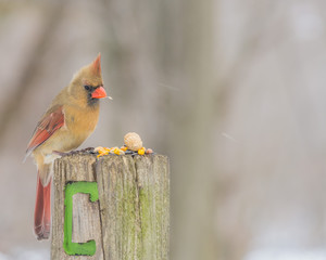 Female Cardinal