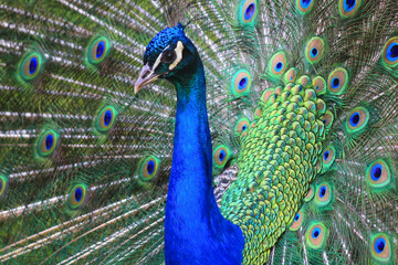 Obraz na płótnie Canvas close-up peacock