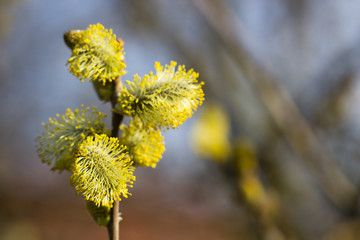 spring buds