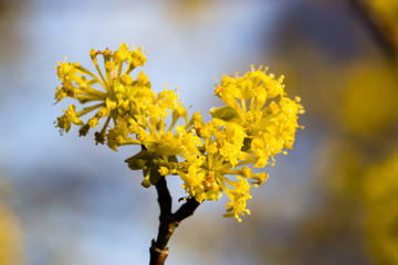 Flowering dogwoods