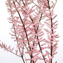 Tamarix parviflora © 7monarda